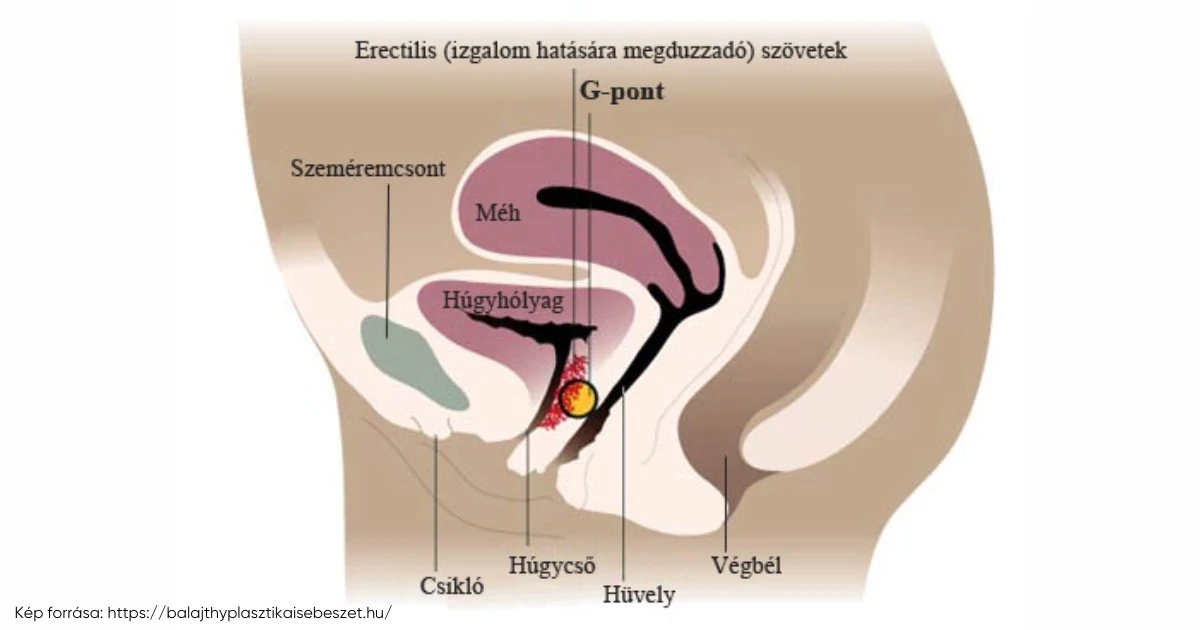 Hol található a G-pont? - Vágyaim.hu szexshop