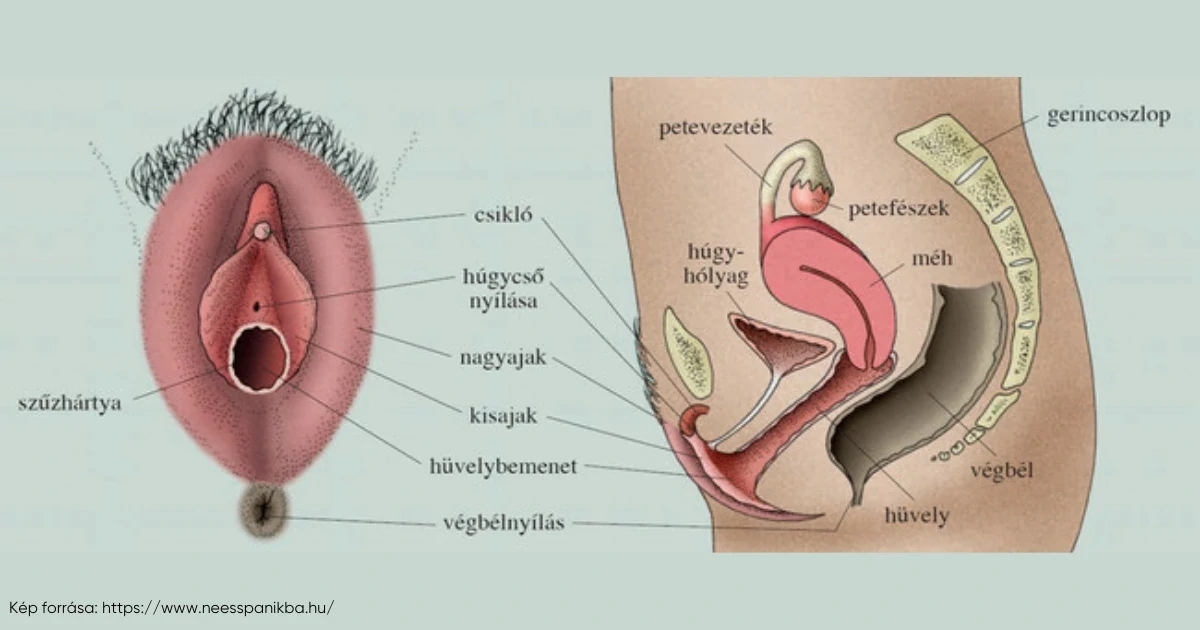 A vagina részei és felépítése - Vágyaim.hu szexshop